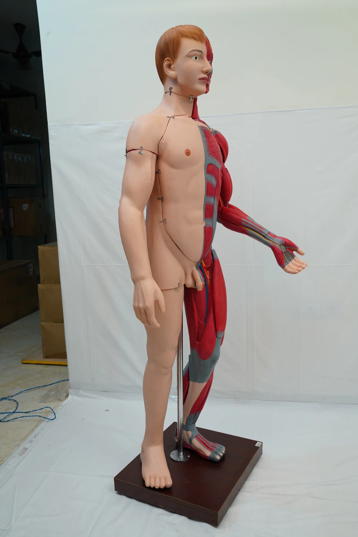 Full Size Human Body Muscles With Internal Organs 170 cm thumbnail 14