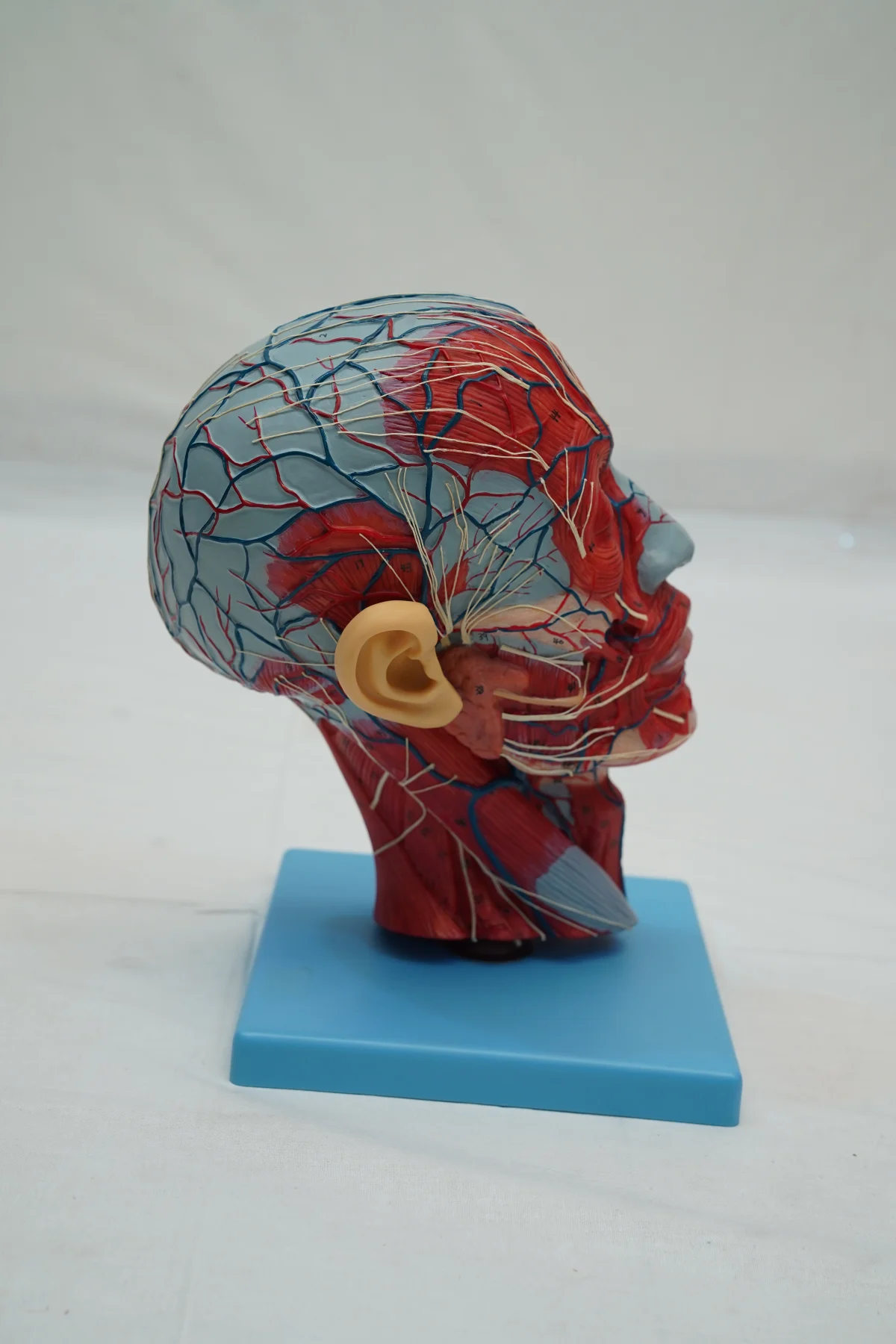 Half Head With Blood Vessels thumbnail 8