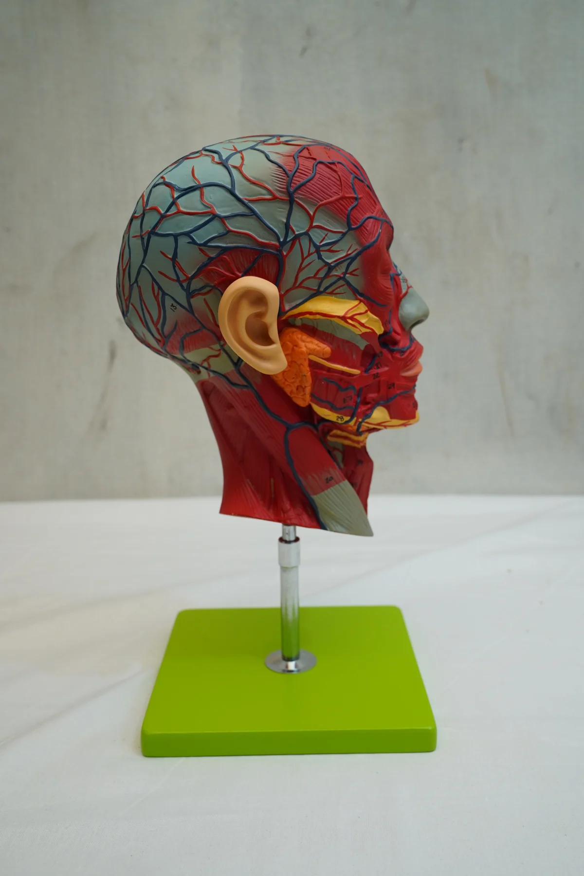 Half Head With Blood Vessels thumbnail 2