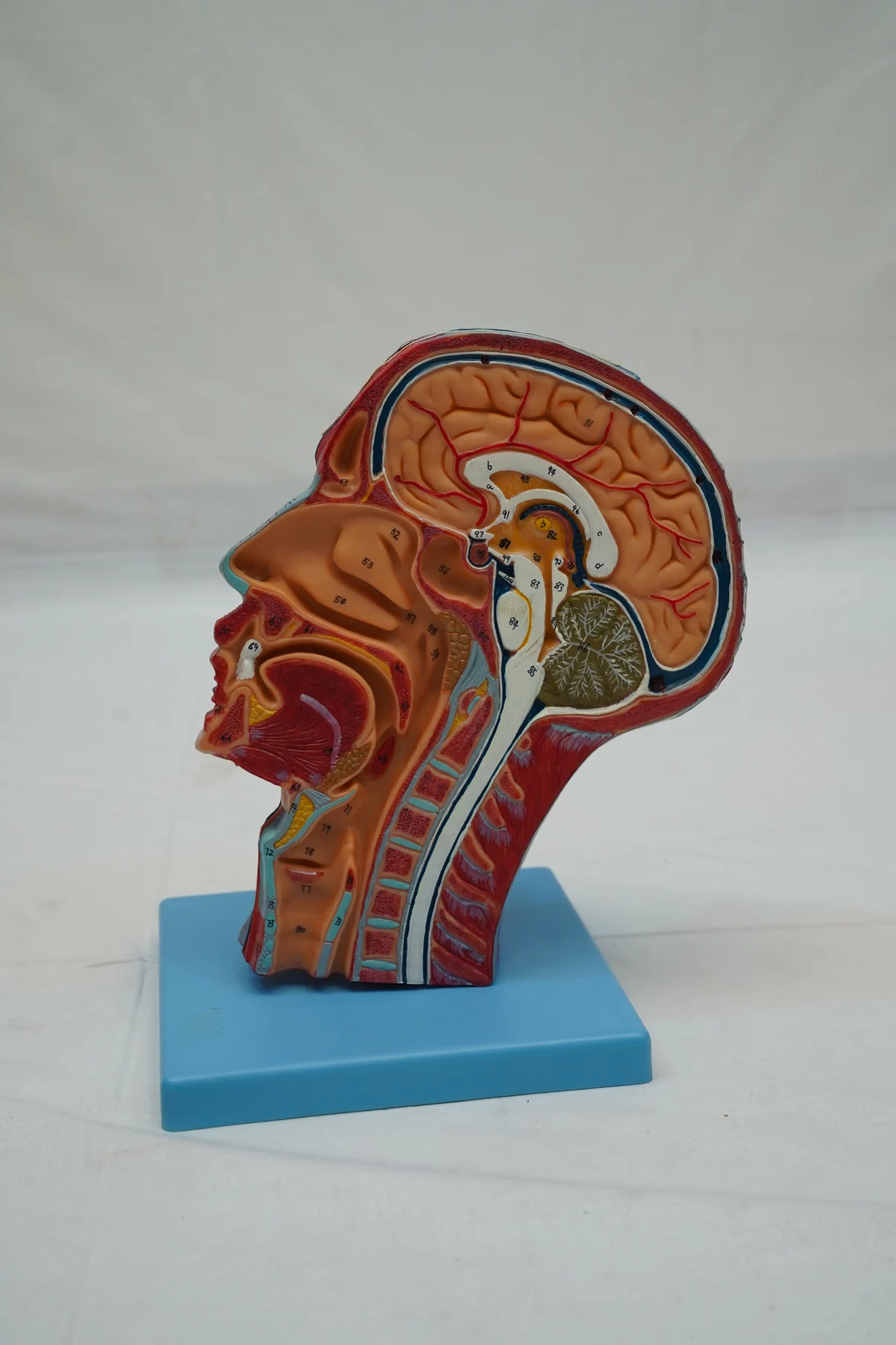 Half Head With Blood Vessels thumbnail 4