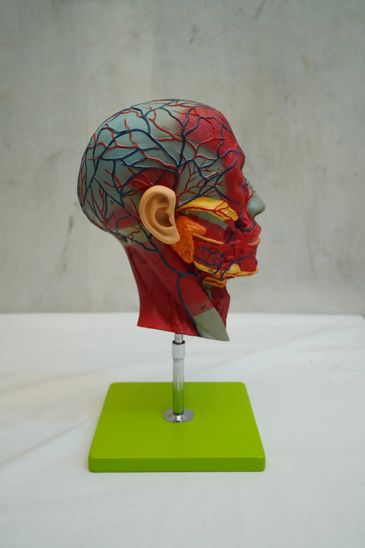 Half Head With Blood Vessels thumbnail 5