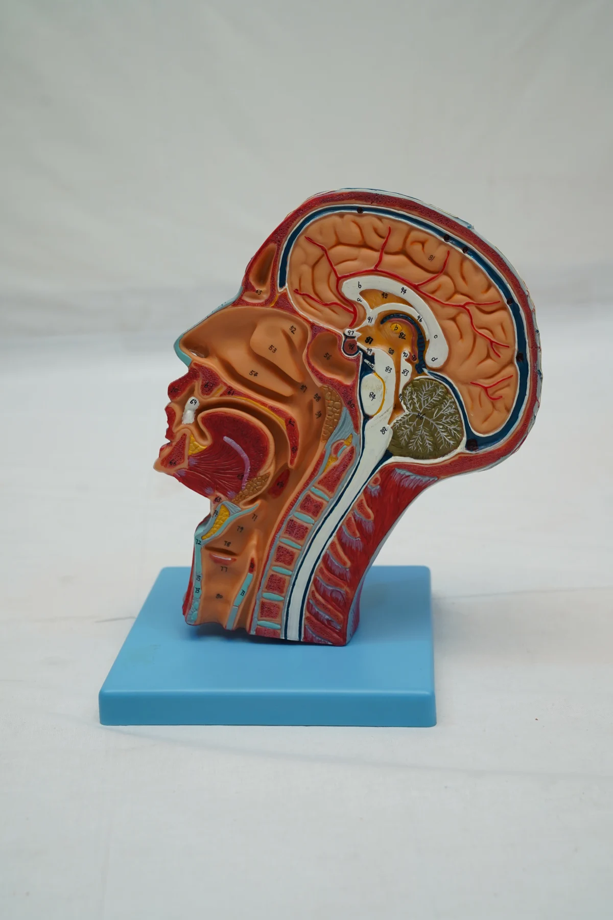 Half Head With Blood Vessels thumbnail 6