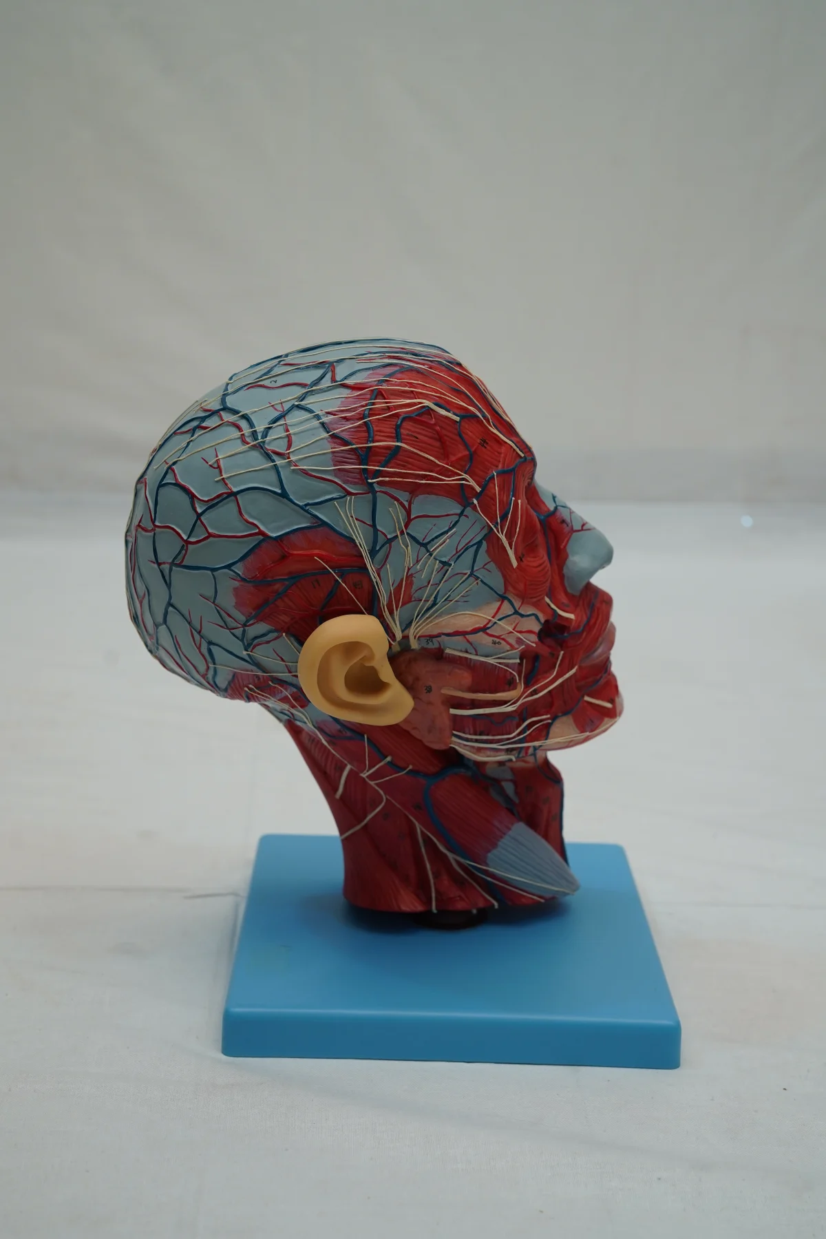 Half Head With Blood Vessels thumbnail 7
