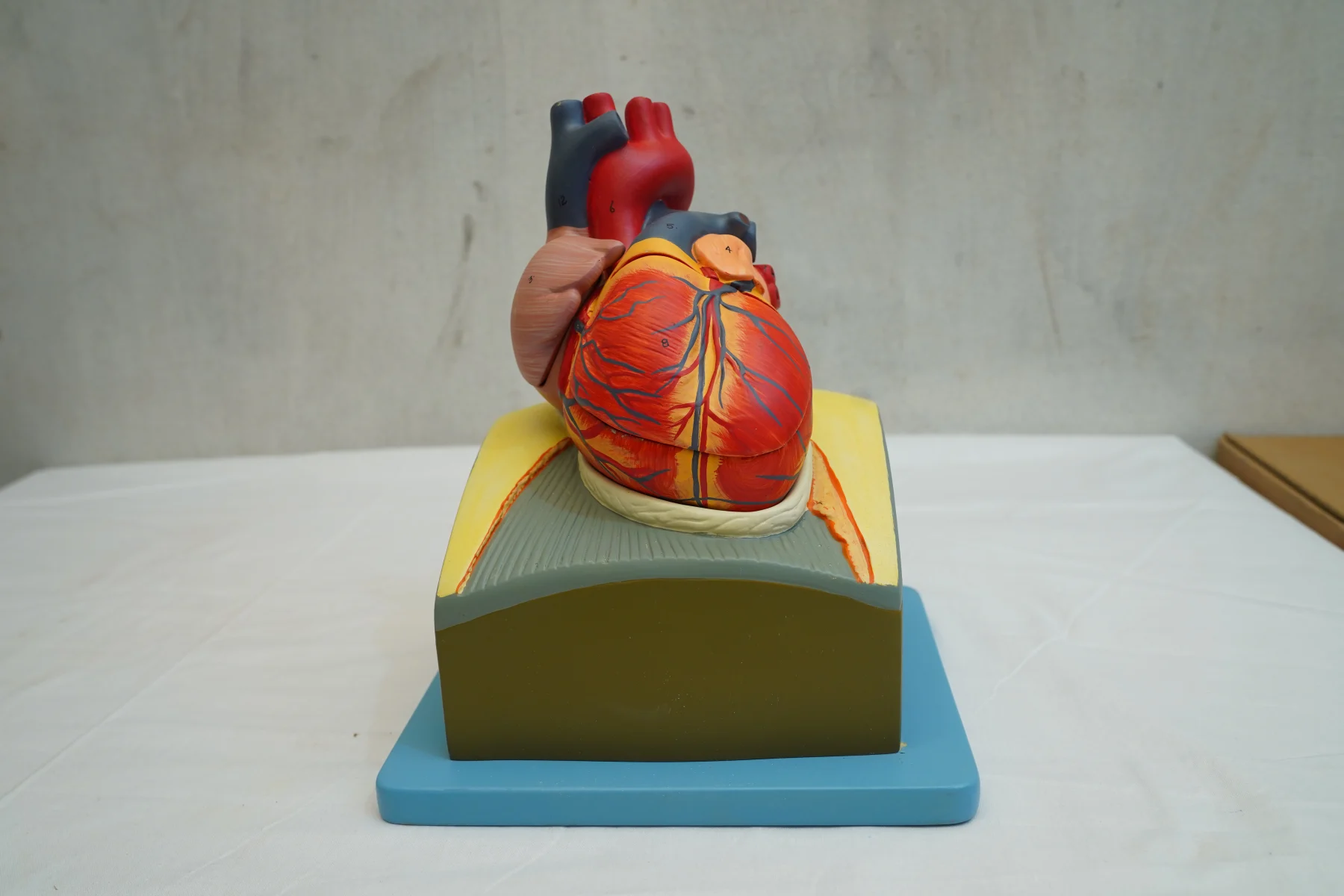 Heart On Diaphragm Model