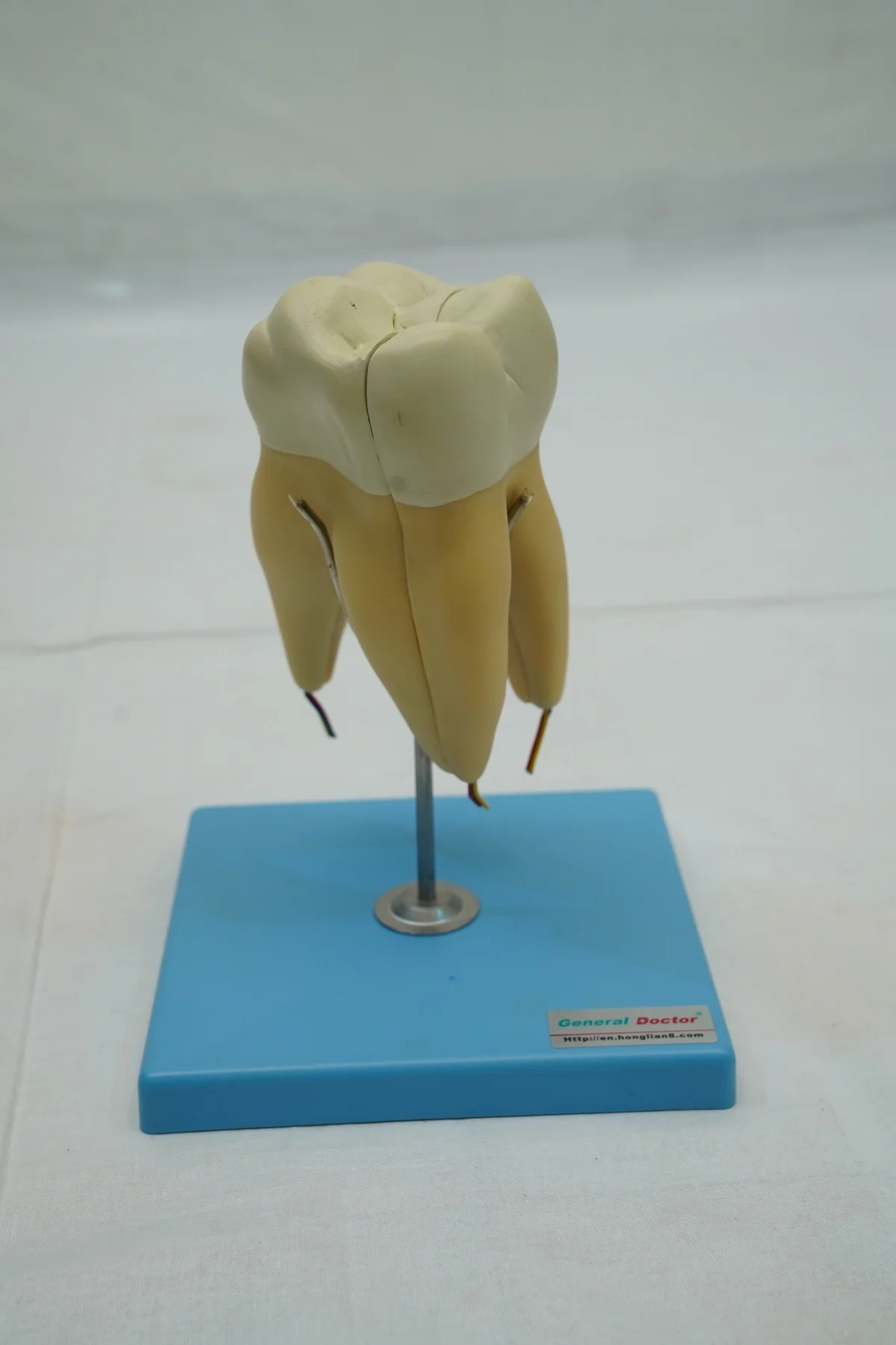 Molar Model thumbnail 7