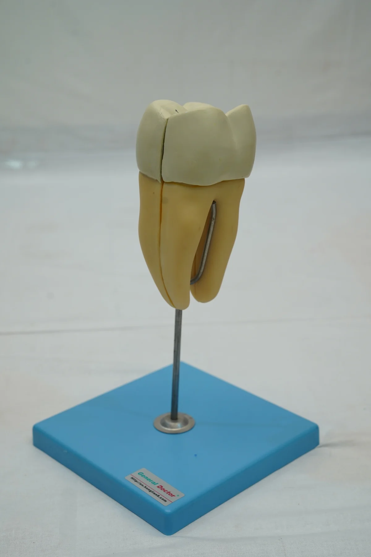 Molar Model