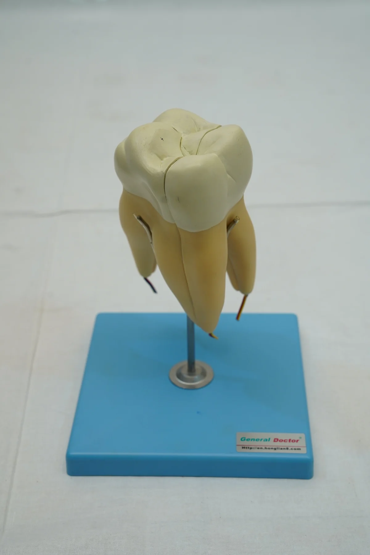 Molar Model thumbnail 2