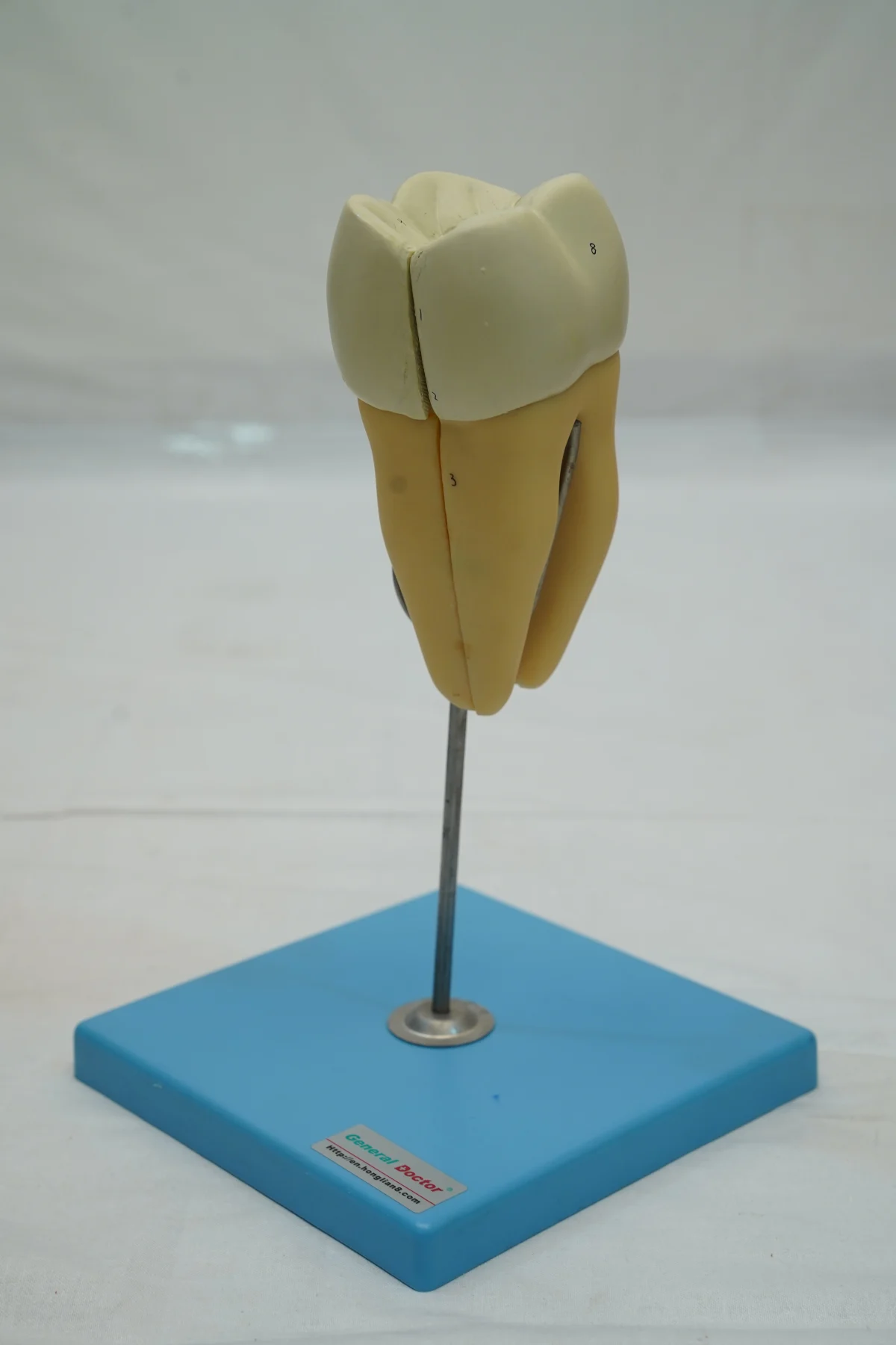 Molar Model thumbnail 3
