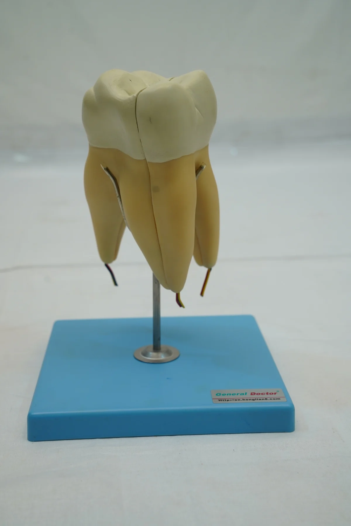 Molar Model thumbnail 4