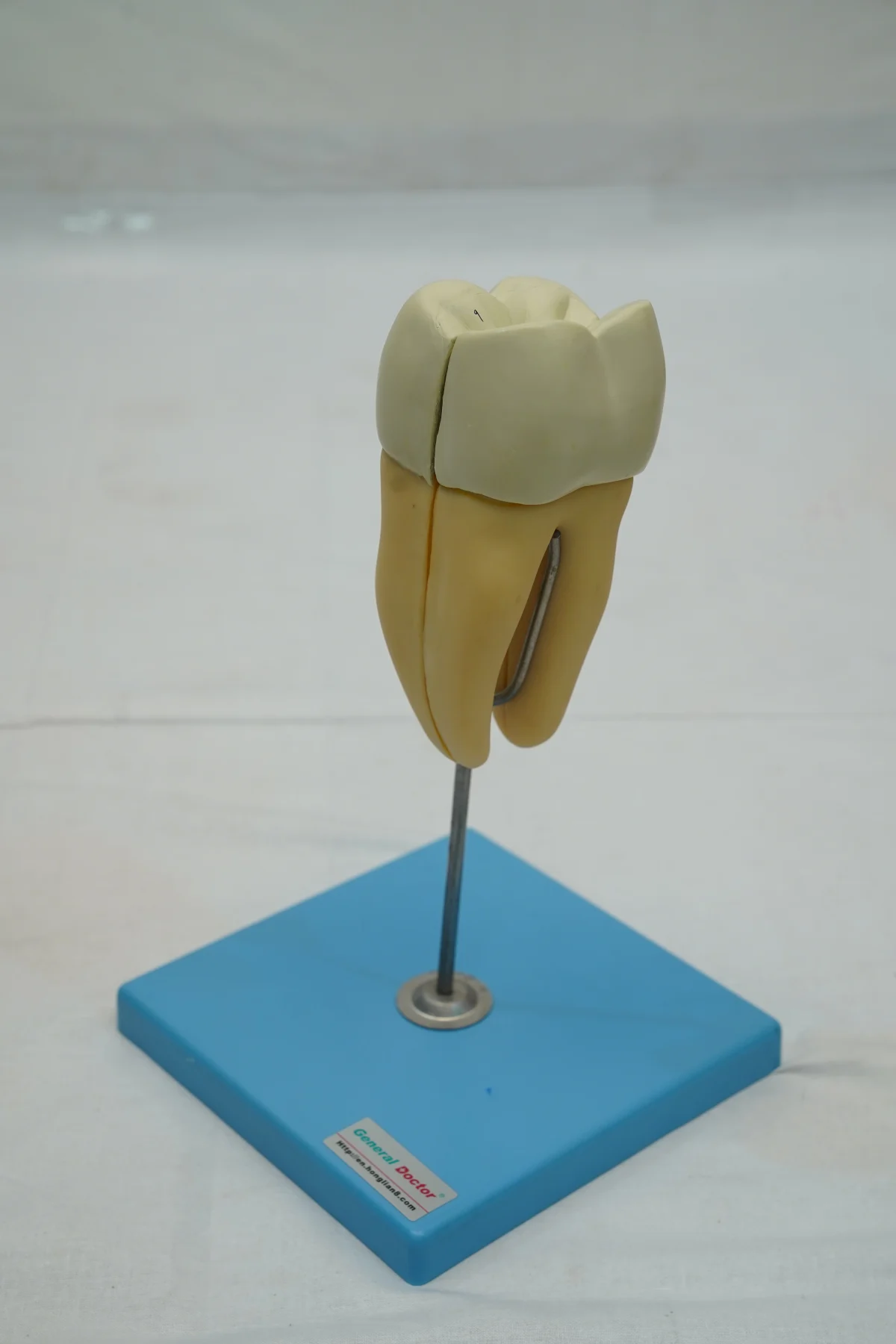 Molar Model thumbnail 5
