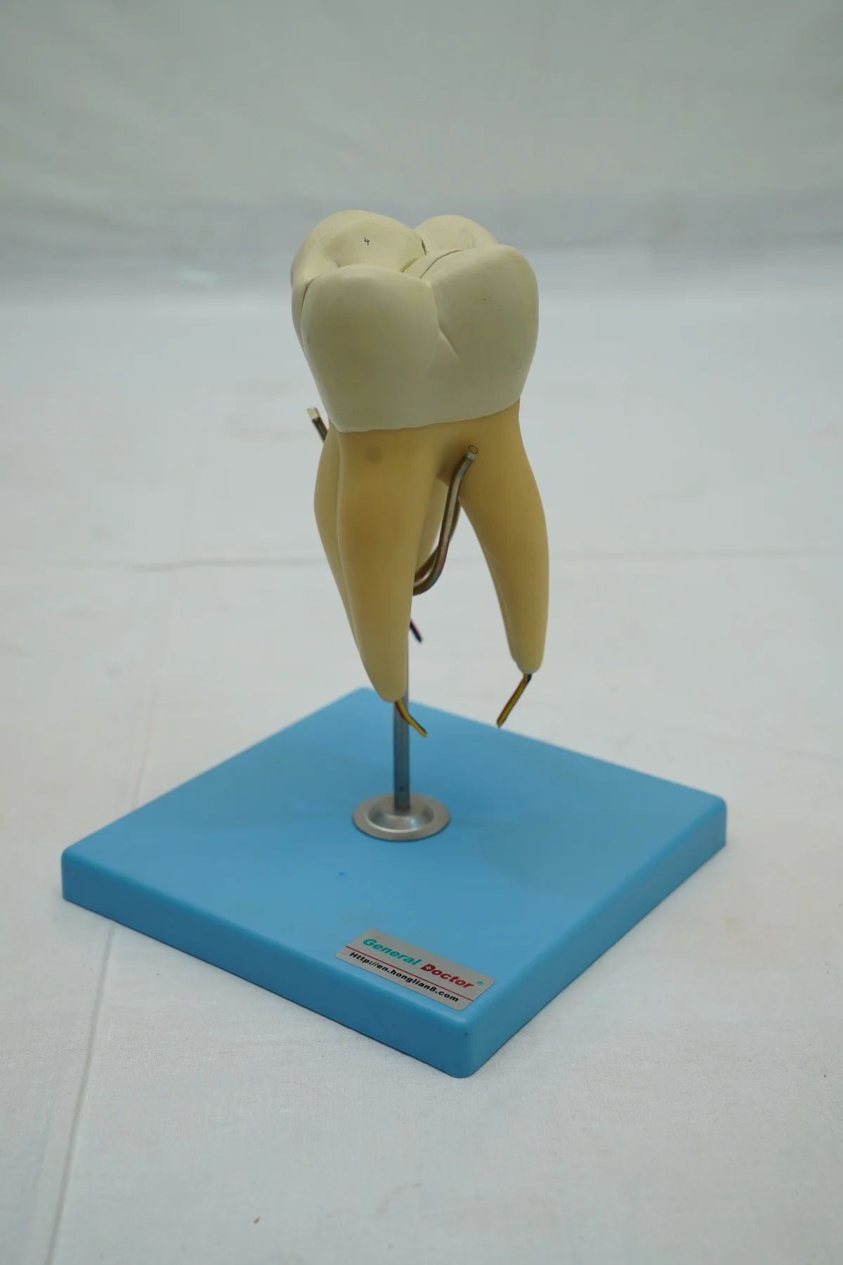 Molar Model thumbnail 6