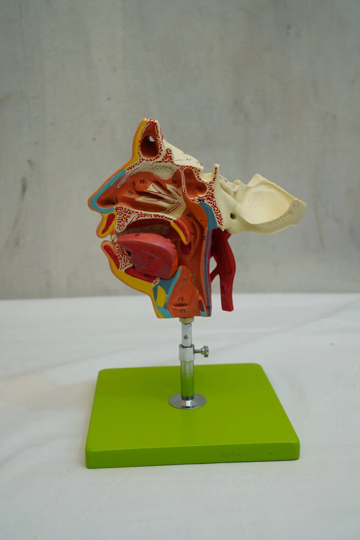 Nerves and Blood Vessels in the Facial Skull thumbnail 3