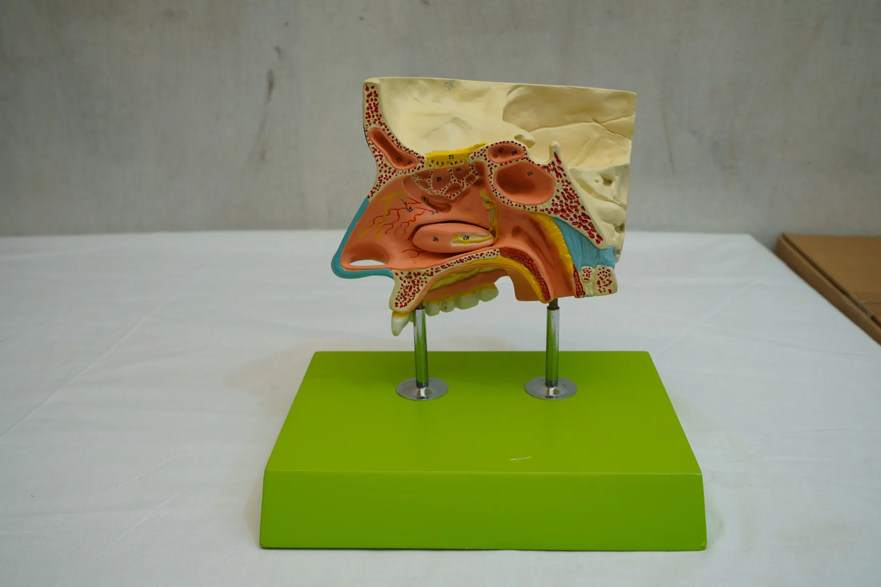 Nose With Nasal Sinuses thumbnail 4