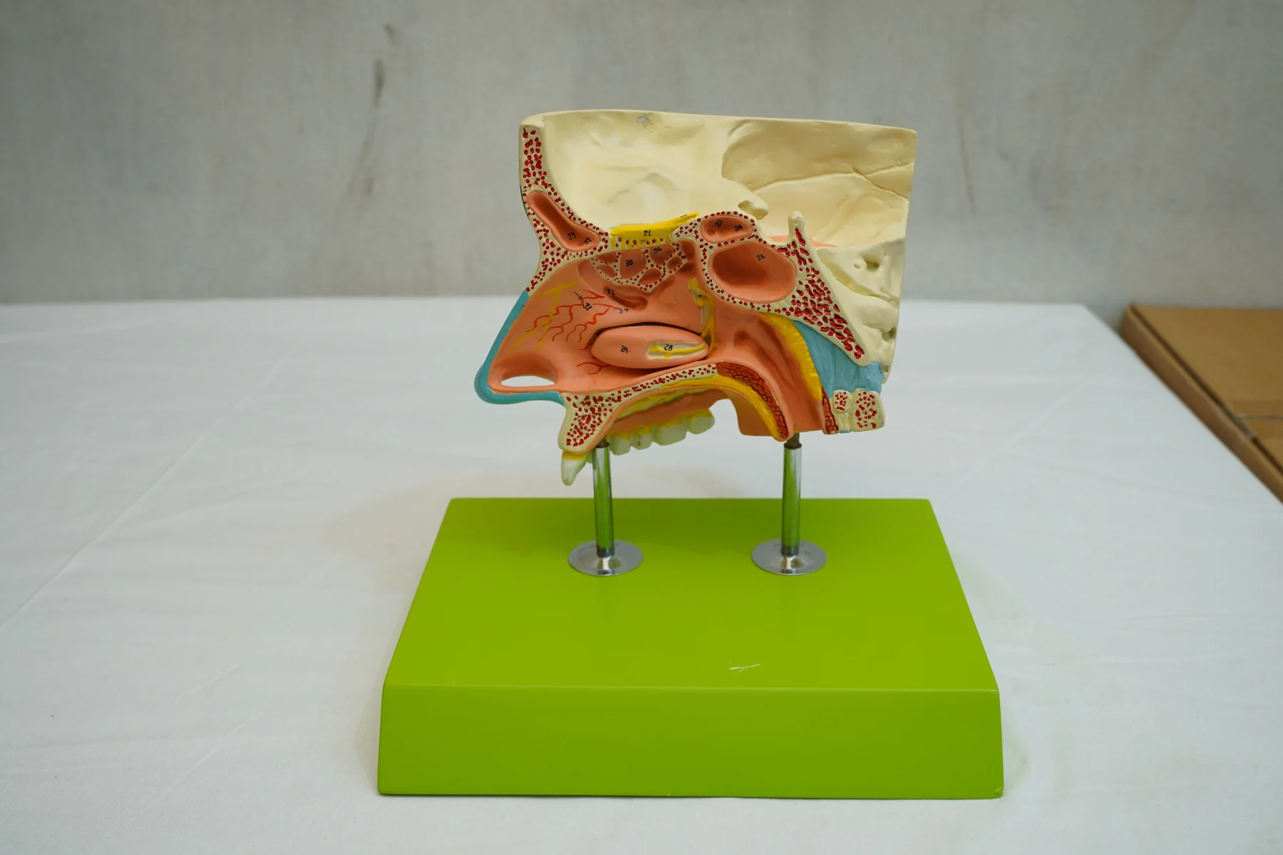 Nose With Nasal Sinuses thumbnail 2