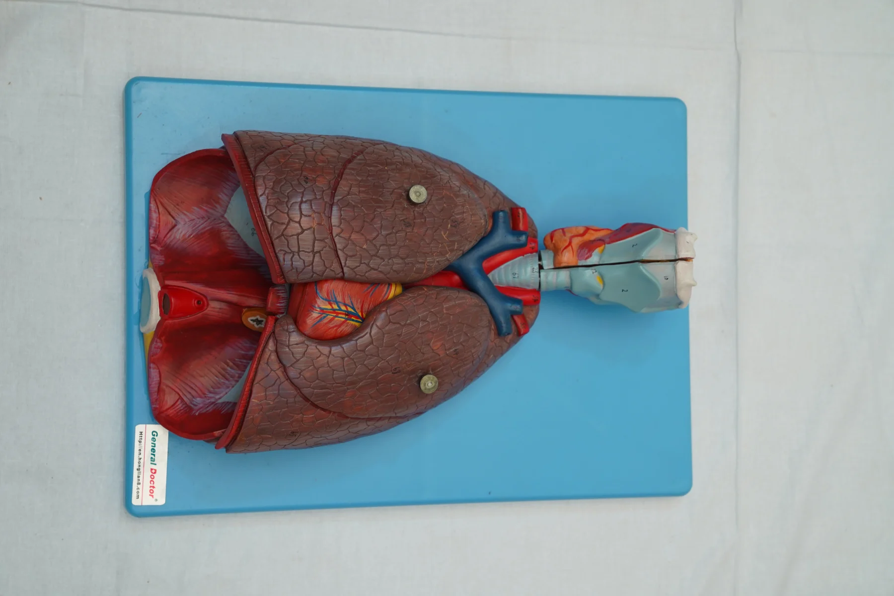 Respiratory System Model 7 Parts