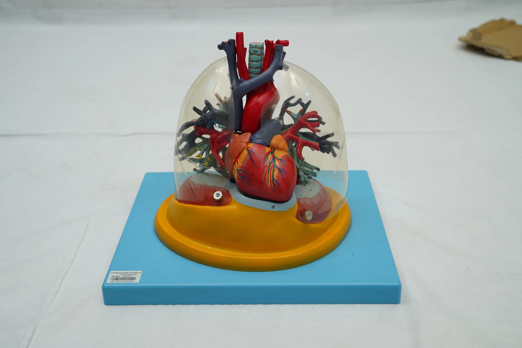 Transparent Lung Trachea and Bronchial Tree With Heart thumbnail 4