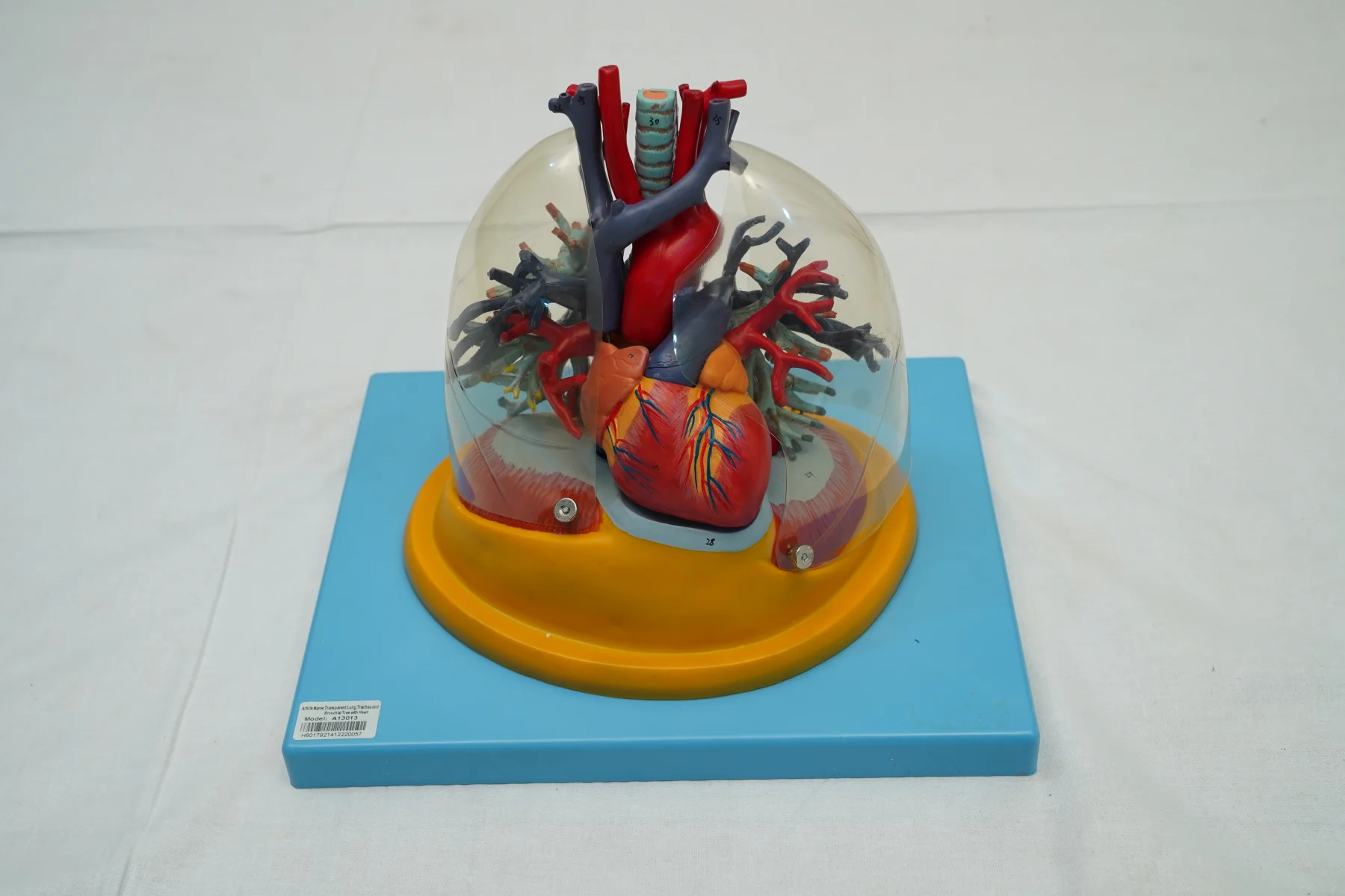 Transparent Lung Trachea and Bronchial Tree With Heart