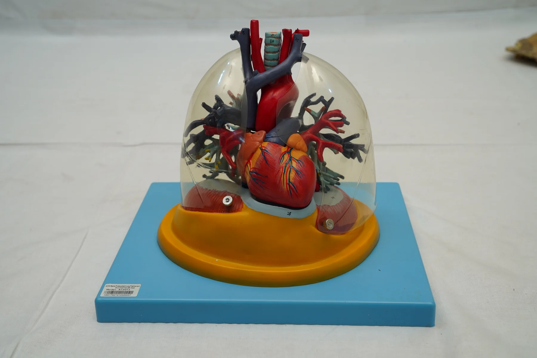 Transparent Lung Trachea and Bronchial Tree With Heart thumbnail 2