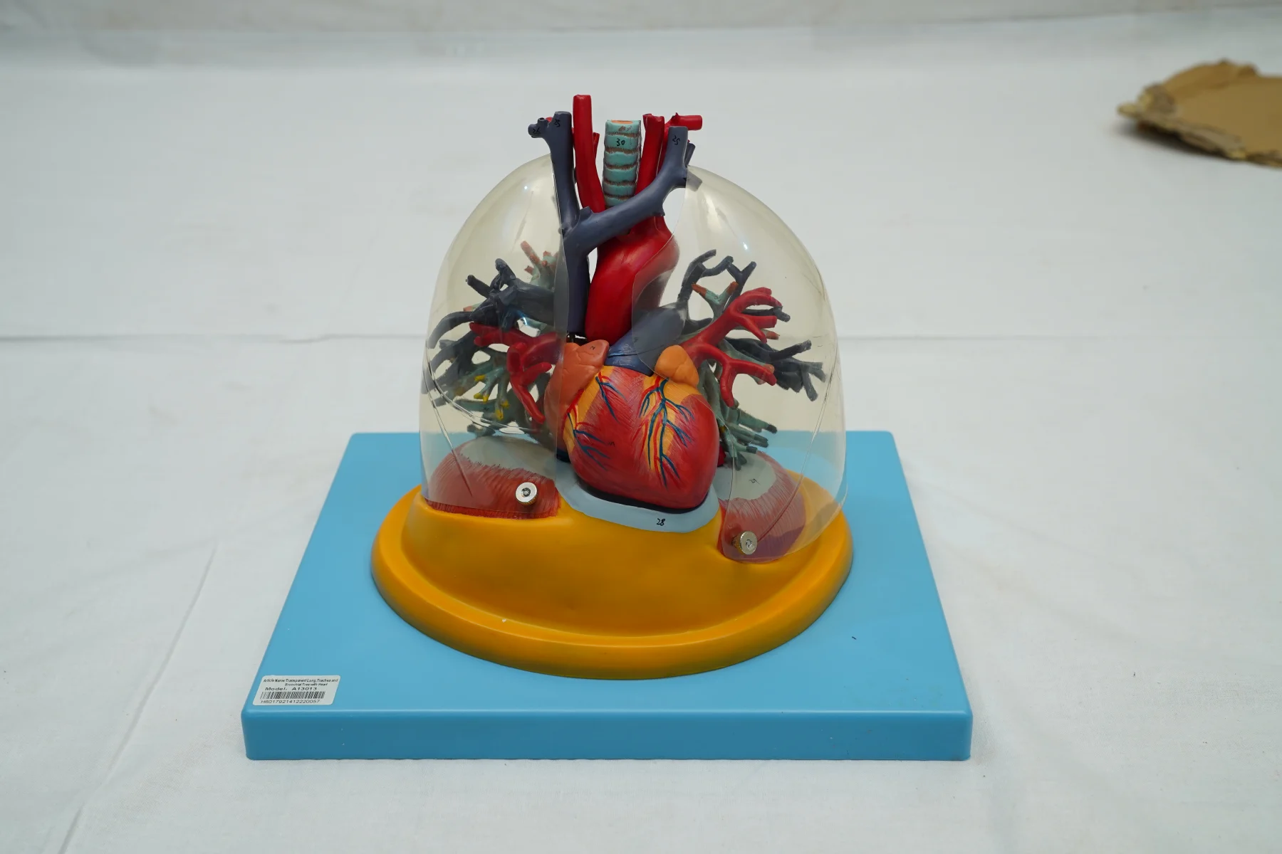 Transparent Lung Trachea and Bronchial Tree With Heart thumbnail 3